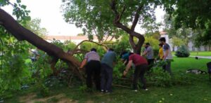 YTÜ Orta Bahçe’de Ağaç Devrildi!